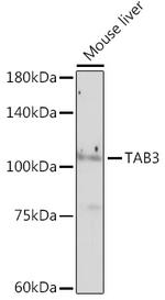 TAB3 Antibody in Western Blot (WB)