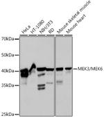 MEK3/MEK6 Antibody in Western Blot (WB)