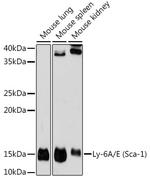 Ly-6A Antibody in Western Blot (WB)