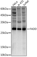 FADD Antibody in Western Blot (WB)