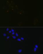 GRASP65 Antibody in Immunocytochemistry (ICC/IF)