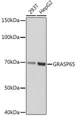 GRASP65 Antibody in Western Blot (WB)