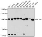 PKC mu Antibody in Western Blot (WB)