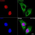 ALOX5 Antibody in Immunocytochemistry (ICC/IF)