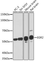 EGR2 Antibody in Western Blot (WB)