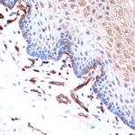 H-cadherin Antibody in Immunohistochemistry (Paraffin) (IHC (P))