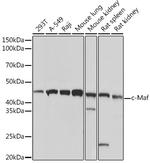 c-MAF Antibody in Western Blot (WB)