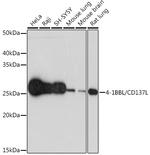 4-1BB Ligand Antibody in Western Blot (WB)