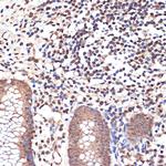 MYST1 Antibody in Immunohistochemistry (Paraffin) (IHC (P))