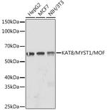 MYST1 Antibody in Western Blot (WB)