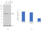 MYST1 Antibody in Western Blot (WB)