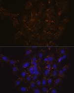 PLSCR1 Antibody in Immunocytochemistry (ICC/IF)