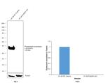 PLSCR1 Antibody