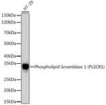 PLSCR1 Antibody in Western Blot (WB)