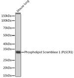 PLSCR1 Antibody in Western Blot (WB)