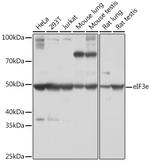 eIF3e Antibody in Western Blot (WB)