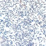 PAF1 Antibody in Immunohistochemistry (Paraffin) (IHC (P))