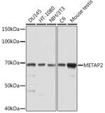 METAP2 Antibody in Western Blot (WB)