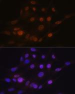 PHAPI2 Antibody in Immunocytochemistry (ICC/IF)