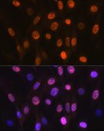 PHAPI2 Antibody in Immunocytochemistry (ICC/IF)