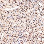 PHAPI2 Antibody in Immunohistochemistry (Paraffin) (IHC (P))