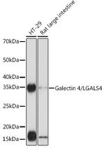 Galectin 4 Antibody in Western Blot (WB)