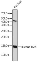 Histone H2A Antibody in Western Blot (WB)