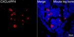 PF4 Antibody in Immunocytochemistry (ICC/IF)