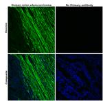 Desmin Antibody in Immunohistochemistry (Paraffin) (IHC (P))