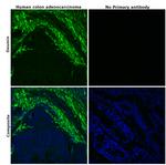 Desmin Antibody in Immunohistochemistry (Paraffin) (IHC (P))