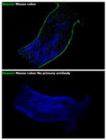 Desmin Antibody in Immunohistochemistry (Paraffin) (IHC (P))