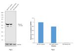 Desmin Antibody