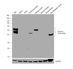 Desmin Antibody