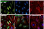 Thioredoxin 1 Antibody in Immunocytochemistry (ICC/IF)