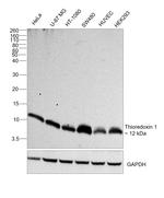 Thioredoxin 1 Antibody in Western Blot (WB)