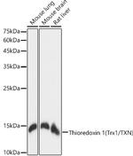 Thioredoxin 1 Antibody in Western Blot (WB)