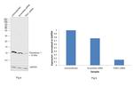 Thioredoxin 1 Antibody in Western Blot (WB)