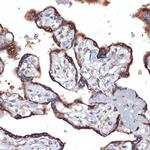 TMEFF2 Antibody in Immunohistochemistry (Paraffin) (IHC (P))