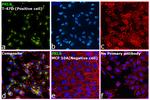 Prolactin Receptor Antibody in Immunocytochemistry (ICC/IF)