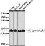 HP1 gamma Antibody in Western Blot (WB)