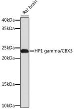 HP1 gamma Antibody in Western Blot (WB)