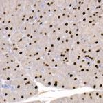 GATA4 Antibody in Immunohistochemistry (Paraffin) (IHC (P))