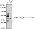 Carbonic Anhydrase IX Antibody in Western Blot (WB)