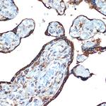 LMAN1 Antibody in Immunohistochemistry (Paraffin) (IHC (P))