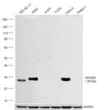 15-PGDH Antibody