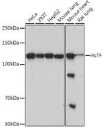 HLTF Antibody in Western Blot (WB)