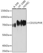 CD155 Antibody in Western Blot (WB)