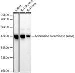 Adenosine Deaminase Antibody in Western Blot (WB)