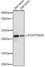 p23 Antibody in Western Blot (WB)