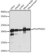 p23 Antibody in Western Blot (WB)